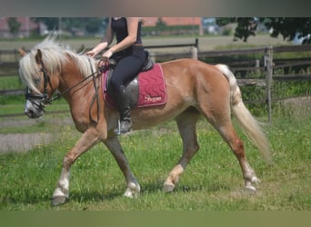 Haflinger, Stute, 7 Jahre, 147 cm, Fuchs