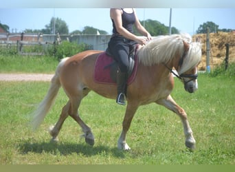 Haflinger, Stute, 7 Jahre, 147 cm, Fuchs