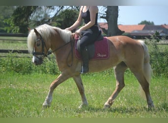 Haflinger, Stute, 7 Jahre, 147 cm, Fuchs