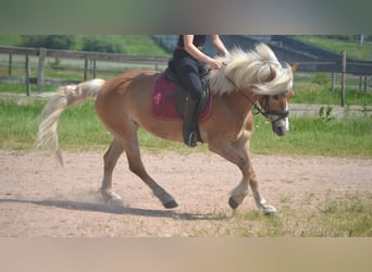 Haflinger, Stute, 7 Jahre, 147 cm, Fuchs