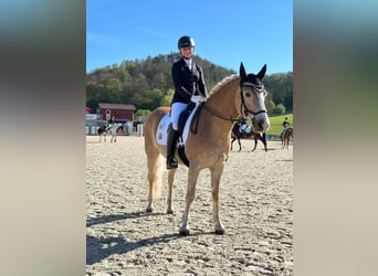 Haflinger, Stute, 7 Jahre, 148 cm