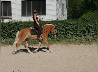 Haflinger, Stute, 7 Jahre, 148 cm