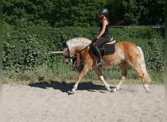 Haflinger, Stute, 7 Jahre, 148 cm