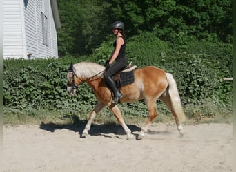 Haflinger, Stute, 7 Jahre, 148 cm