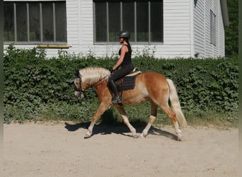 Haflinger, Stute, 7 Jahre, 148 cm