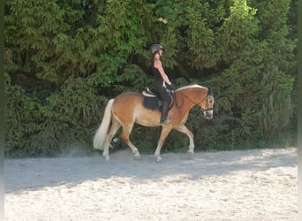 Haflinger, Stute, 7 Jahre, 148 cm