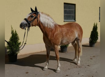 Haflinger, Stute, 7 Jahre, 148 cm