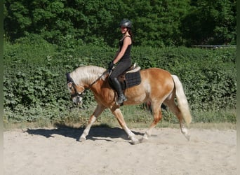 Haflinger, Stute, 7 Jahre, 148 cm