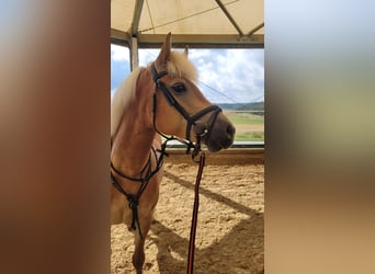 Haflinger, Stute, 7 Jahre, 148 cm