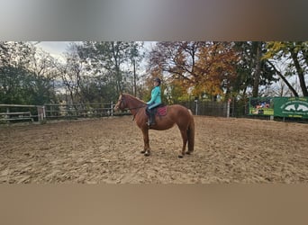 Haflinger Mix, Stute, 7 Jahre, 148 cm, Fuchs