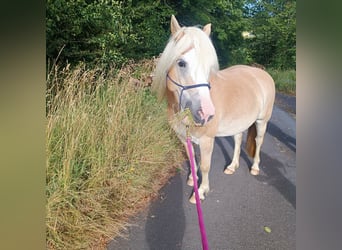 Haflinger, Stute, 7 Jahre, 149 cm
