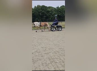 Haflinger, Stute, 7 Jahre, 149 cm, Fuchs