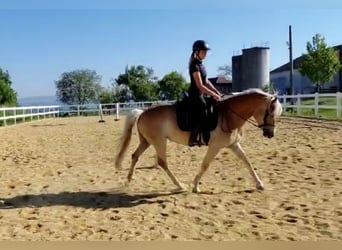 Haflinger, Stute, 7 Jahre, 149 cm, Fuchs