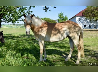 Haflinger, Stute, 7 Jahre, 149 cm, Fuchs