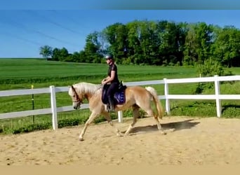 Haflinger, Stute, 7 Jahre, 149 cm, Fuchs