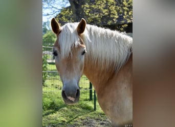 Haflinger, Stute, 7 Jahre, 149 cm, Fuchs
