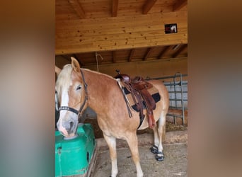 Haflinger, Stute, 7 Jahre, 150 cm