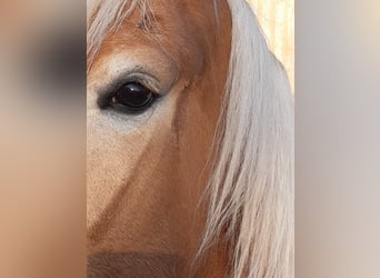 Haflinger, Stute, 7 Jahre, 150 cm