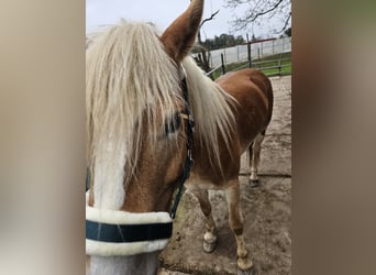 Haflinger, Stute, 7 Jahre, 150 cm