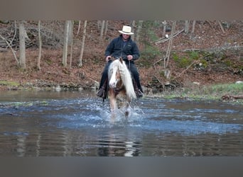 Haflinger, Stute, 7 Jahre, 150 cm, Palomino