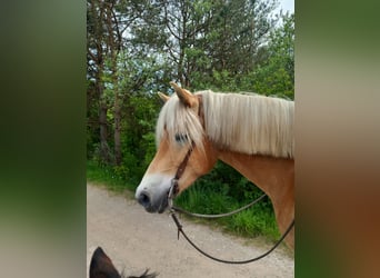 Haflinger, Stute, 7 Jahre, 152 cm, Braunfalbschimmel