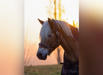 Haflinger, Stute, 7 Jahre, 152 cm