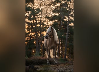 Haflinger, Stute, 7 Jahre, 152 cm, Fuchs