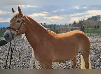 Haflinger, Stute, 7 Jahre, 153 cm, Fuchs