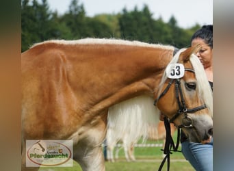 Haflinger, Stute, 7 Jahre, 153 cm, Fuchs