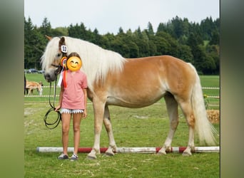 Haflinger, Stute, 7 Jahre, 153 cm, Fuchs