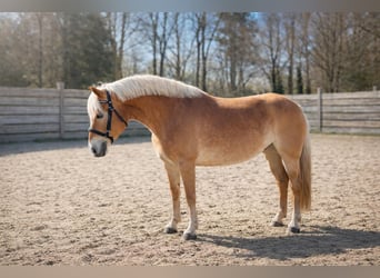 Haflinger, Stute, 7 Jahre, 154 cm, Fuchs