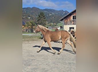 Haflinger, Stute, 7 Jahre, 155 cm