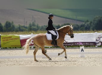 Haflinger, Stute, 7 Jahre, 155 cm, Fuchs