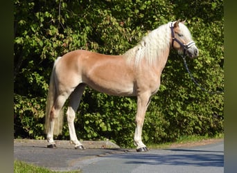 Haflinger, Stute, 7 Jahre, 155 cm, Fuchs