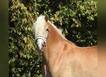 Haflinger, Stute, 7 Jahre, 155 cm, Fuchs