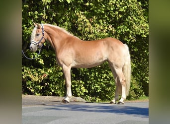 Haflinger, Stute, 7 Jahre, 155 cm, Fuchs
