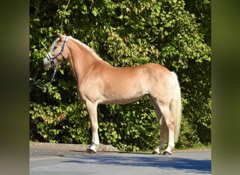 Haflinger, Stute, 7 Jahre, 155 cm, Fuchs
