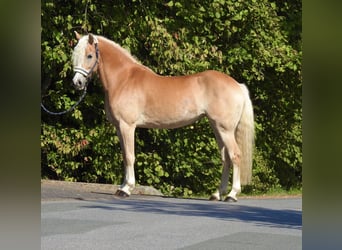 Haflinger, Stute, 7 Jahre, 155 cm, Fuchs