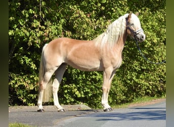 Haflinger, Stute, 7 Jahre, 155 cm, Fuchs