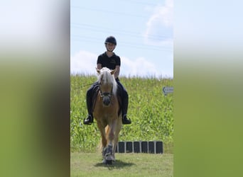 Haflinger, Stute, 7 Jahre, 155 cm, Fuchs
