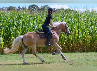 Haflinger, Stute, 7 Jahre, 155 cm, Fuchs