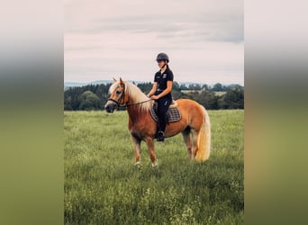 Haflinger, Stute, 7 Jahre, 155 cm, Fuchs
