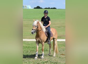 Haflinger, Stute, 7 Jahre, 155 cm, Fuchs