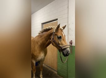 Haflinger, Stute, 7 Jahre, 155 cm, Fuchs