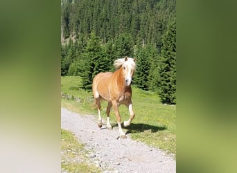 Haflinger, Stute, 7 Jahre, 155 cm