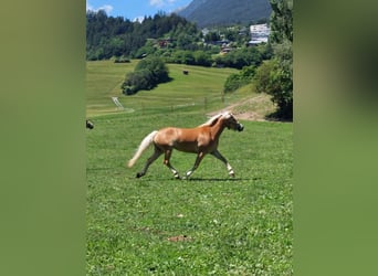 Haflinger, Stute, 7 Jahre, 155 cm