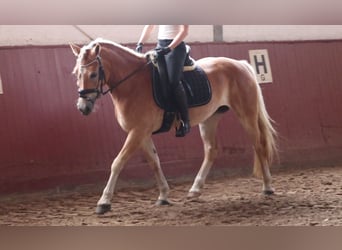 Haflinger, Stute, 7 Jahre, 156 cm, Fuchs