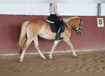 Haflinger, Stute, 7 Jahre, 156 cm, Fuchs