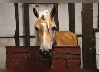 Haflinger, Stute, 7 Jahre, 156 cm, Fuchs