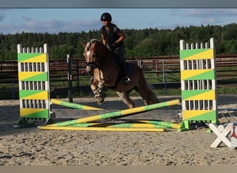 Haflinger, Stute, 7 Jahre, 156 cm, Fuchs